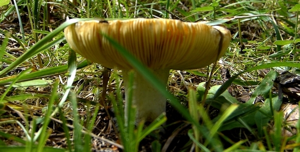 Wild Mushrooms 3 Wild Mushrooms 3