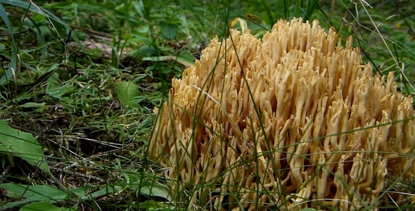 Wild Mushrooms 9 Wild Mushrooms 9