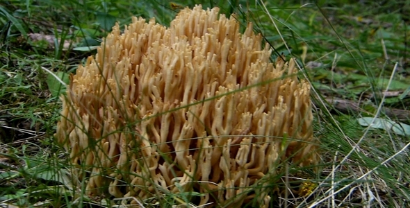 Wild Mushrooms 10 Wild Mushrooms 10