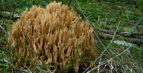 Wild Mushrooms 11 Wild Mushrooms 11