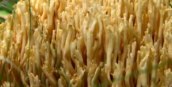 Wild Mushrooms 13 Wild Mushrooms 13