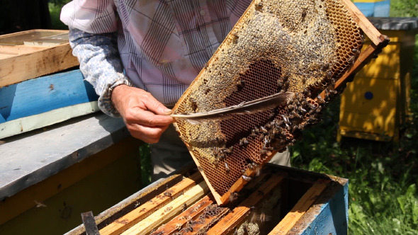 Beekeeper Working on Beehive with Honeycombs Beekeeper Working on Beehive with Honeycombs