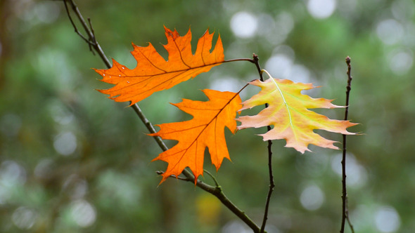 Autumn Foliage 2 Autumn Foliage 2