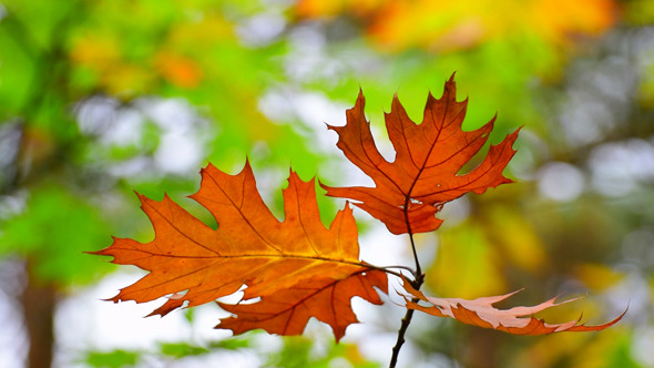 Autumn Foliage 4 Autumn Foliage 4