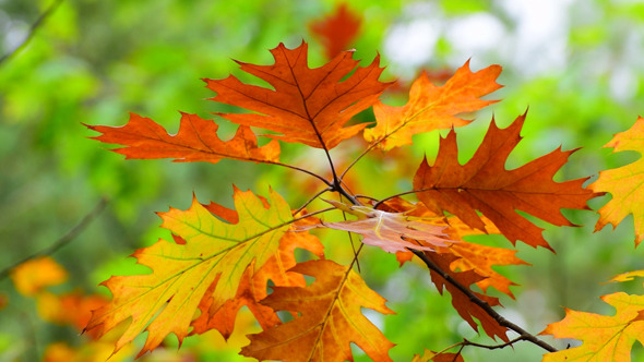 Autumn Foliage 5 Autumn Foliage 5