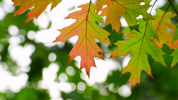 Autumn Foliage 7 Autumn Foliage 7