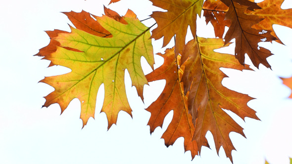 Autumn Foliage 8 Autumn Foliage 8