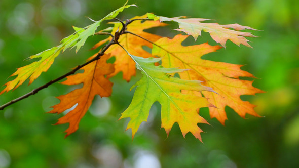 Autumn Foliage 9 Autumn Foliage 9