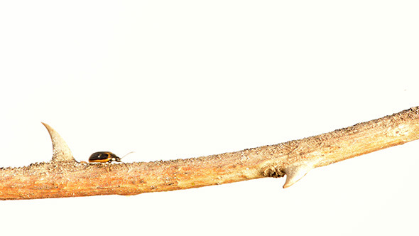 Beetle Walking on a Stick Beetle Walking on a Stick