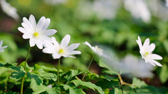White Flowers Anemones White Flowers Anemones