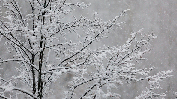 Background Of Snowy Trees Background Of Snowy Trees