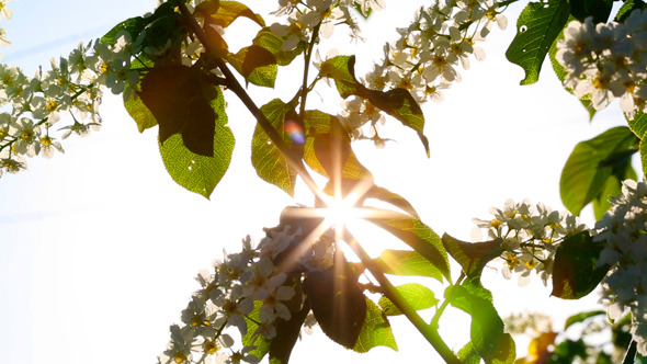 Sun Shines Through Flowers Sun Shines Through Flowers