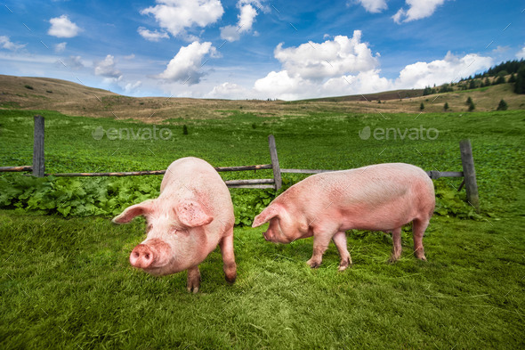 Cute pigs grazing at summer meadow at mountains pasturage under