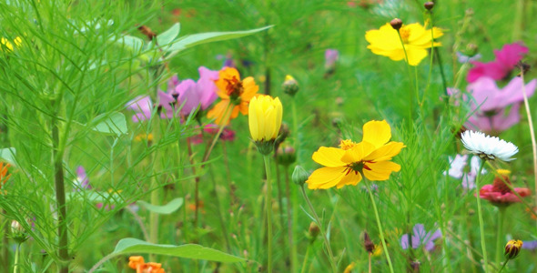 Colorful Flowers 3 Colorful Flowers 3