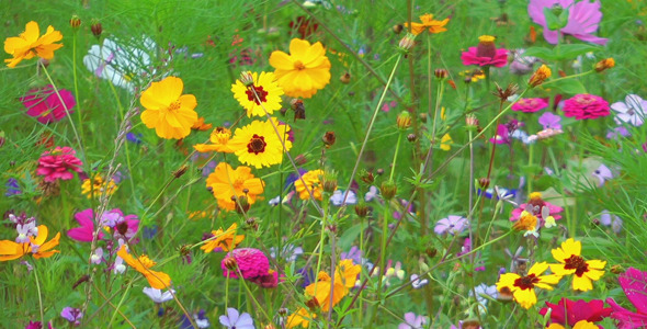 Colorful Flowers 5 Colorful Flowers 5