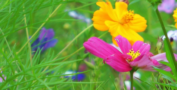 Colorful Flowers 10 Colorful Flowers 10