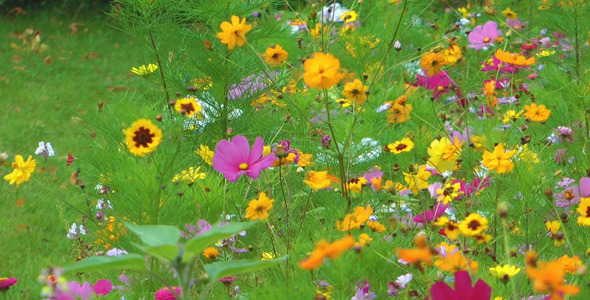 Colorful Flowers 1 Colorful Flowers 1