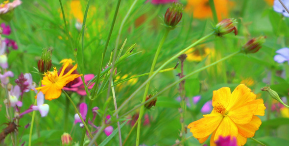 Colorful Flowers 9 Colorful Flowers 9