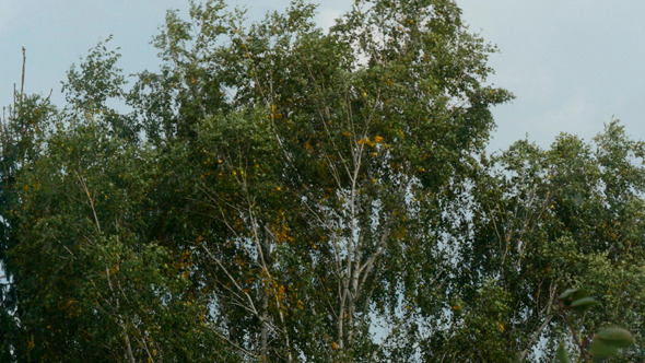 Trees In Strong Wind Under Storm Sky Trees In Strong Wind Under Storm Sky