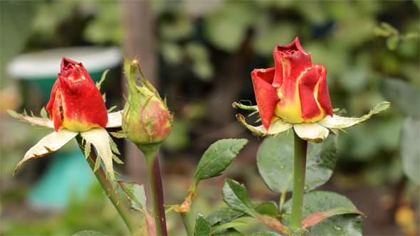 Red Roses Red Roses