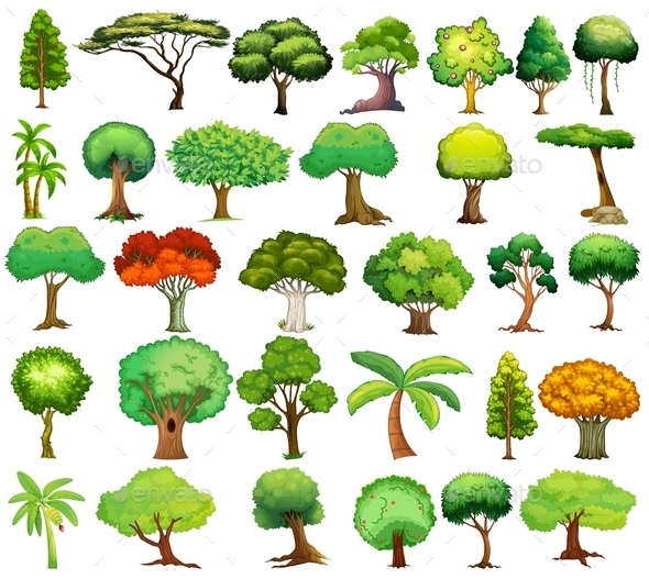 Set of Trees Set of Trees