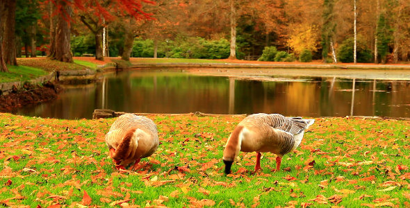 Geese in the Autumn Park Geese in the Autumn Park