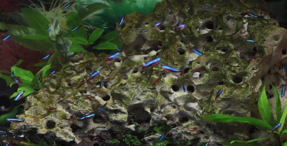 The Underwater World Of Fish 4 The Underwater World Of Fish 4