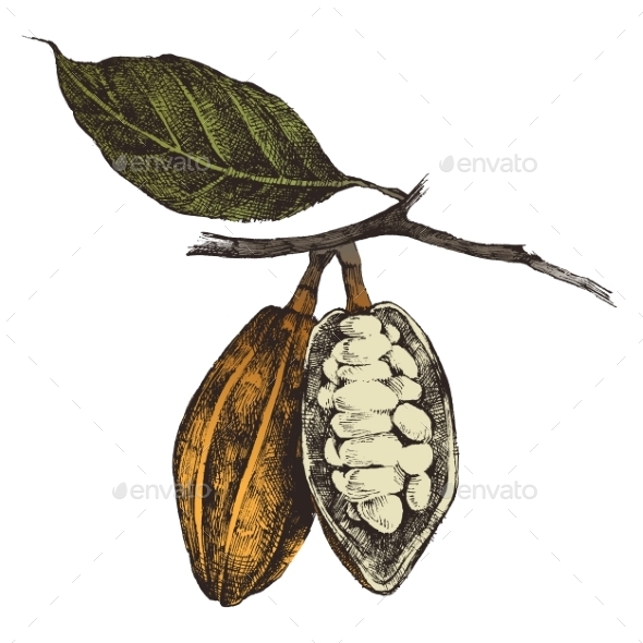 GraphicRiver Hand Drawn Cocoa Beans 9152820 GraphicRiver Hand Drawn Cocoa Beans 9152820