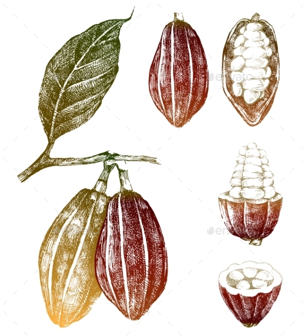 GraphicRiver Hand Drawn Cocoa Beans Set 9153356 GraphicRiver Hand Drawn Cocoa Beans Set 9153356