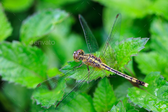 dragonfly on plant (Misc) Photo Download