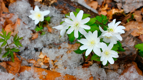 Snowdrop Flowers And Melting Snow Snowdrop Flowers And Melting Snow