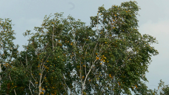 Trees In Strong Wind Under Storm Sky 2 Trees In Strong Wind Under Storm Sky 2