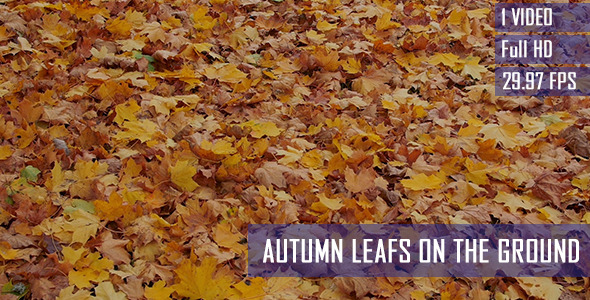 Colorful Autumn Leafs On The Ground Colorful Autumn Leafs On The Ground