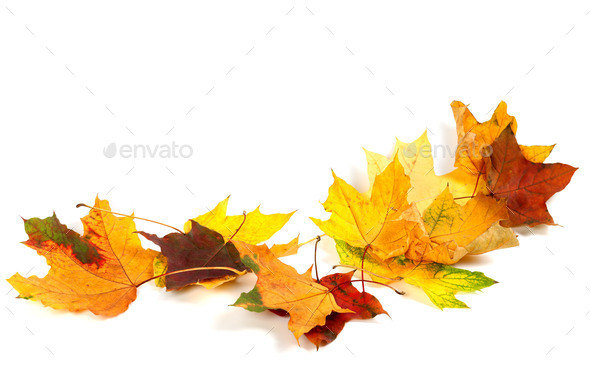 Autumn dry maple leafs isolated on white background (Misc) Photo Download