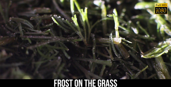 Frost On The Grass 2 Frost On The Grass 2