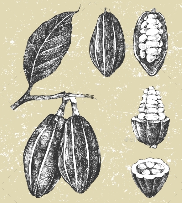 GraphicRiver Hand Drawn Cocoa Beans Set 9177614 GraphicRiver Hand Drawn Cocoa Beans Set 9177614