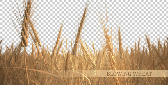 Blowing Wheat Blowing Wheat