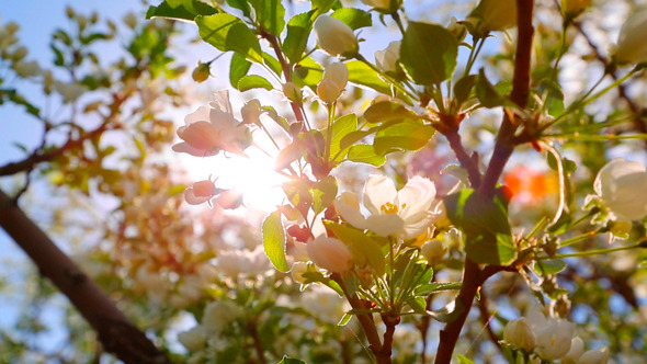 Sun Shining Through Blossom Apple Tree Sun Shining Through Blossom Apple Tree