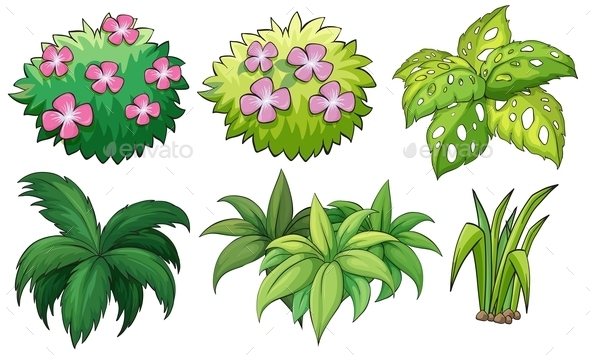 GraphicRiver Six Ornamental Plants 9189852 GraphicRiver Six Ornamental Plants 9189852