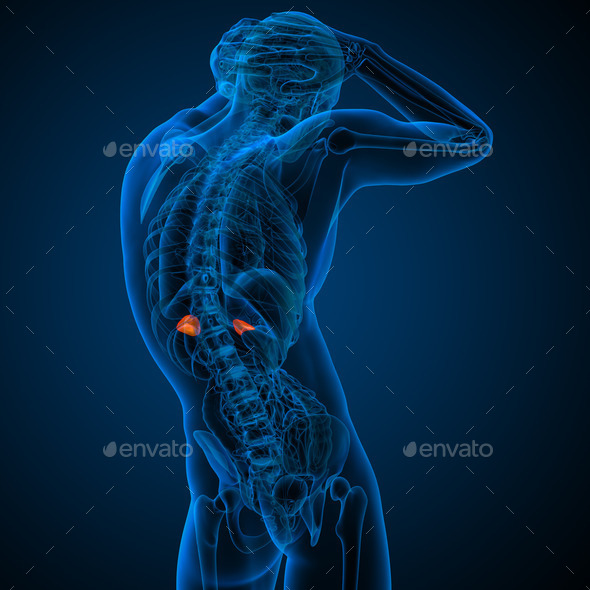 3d render illustration of the human adrenal