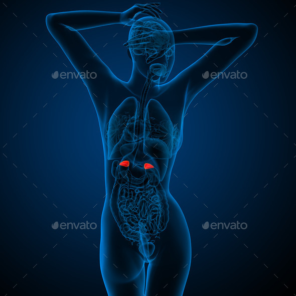 3d render medical illustration of the human adrenal glands