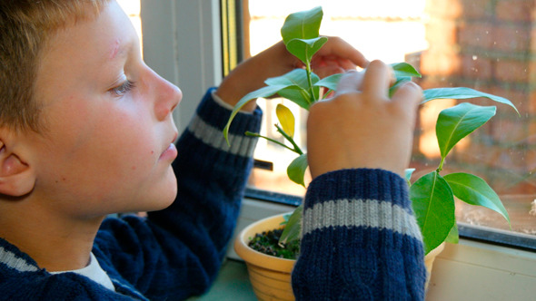 Boy Sees Flower Pot Boy Sees Flower Pot