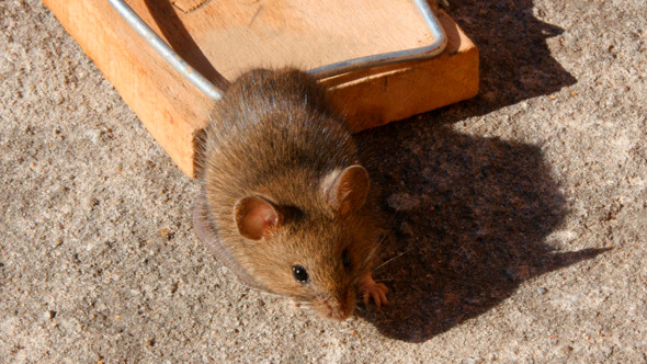 House Mouse In A Mousetrap 2 House Mouse In A Mousetrap 2