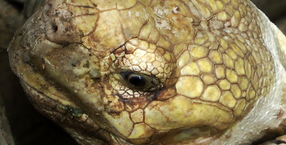 Turtle Caretta Turtle Caretta