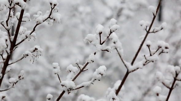 Heavy Snowfall On The Background Of Snowy Trees Heavy Snowfall On The Background Of Snowy Trees