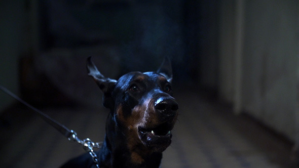 Barking Dog Barking Dog