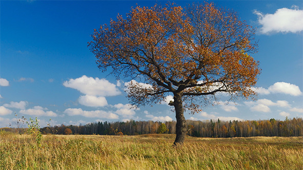 Maple Tree In Autumn Maple Tree In Autumn