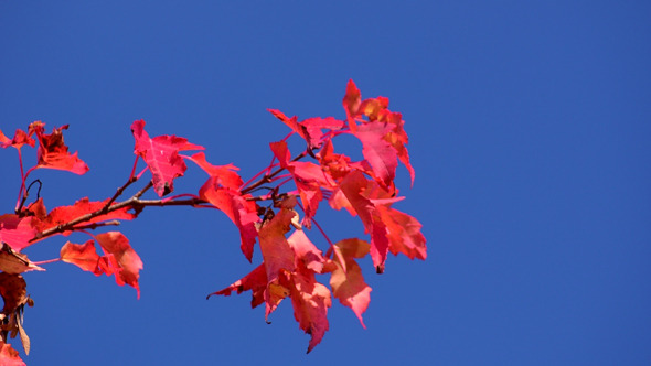 Autumn Foliage Autumn Foliage