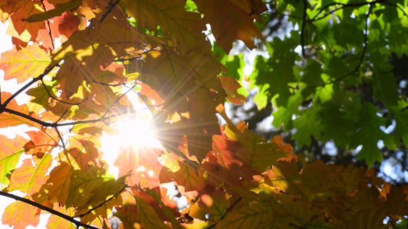 Autumn Leaves and Sun Autumn Leaves and Sun