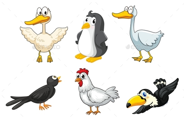 Different kinds of Birds (Animals)